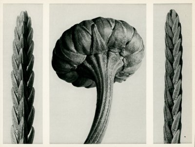 Cassiope Tetragona, 1929 de Karl Blossfeldt